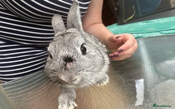 Mini Lop rabbits for sale: Rabbit - Image 2