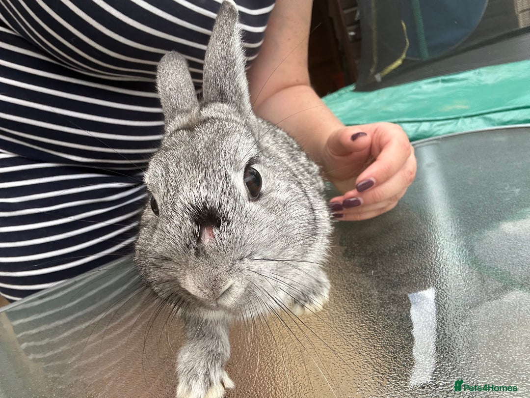 Mini Lop rabbits for sale: Rabbit - Image 2