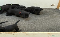 Labrador Retriever dogs for sale: CHUNKY BIG BONED SHOW LABRADOR PUPPYS - Image 8