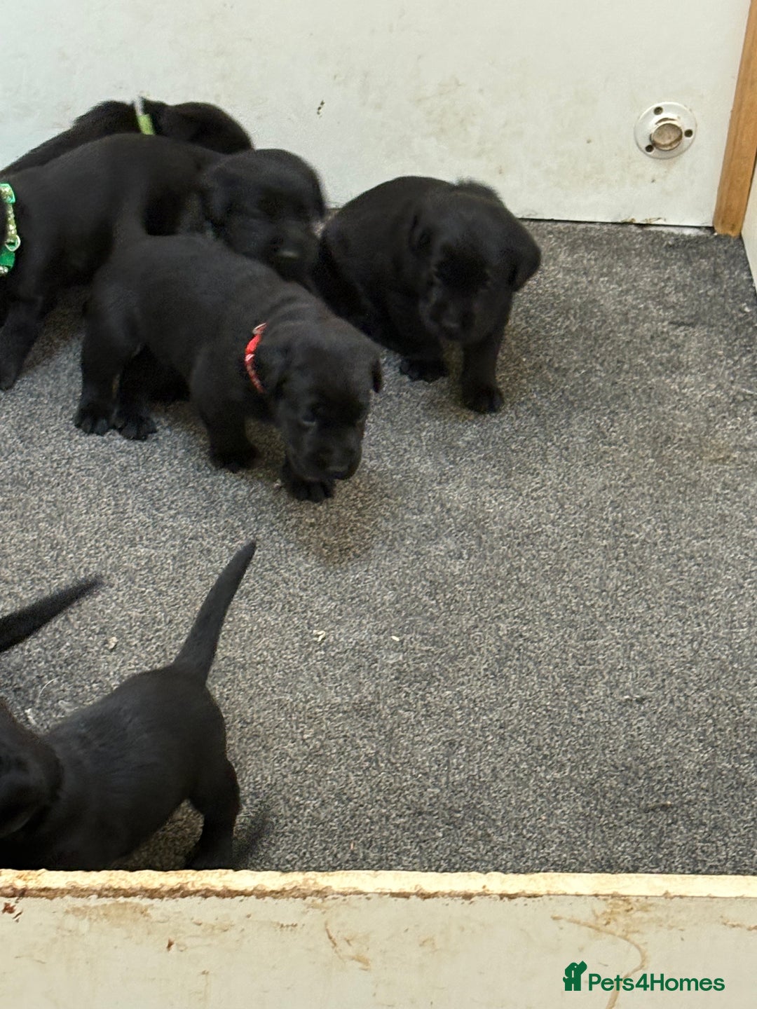 Labrador Retriever dogs for sale: CHUNKY BIG BONED SHOW LABRADOR PUPPYS - Image 8