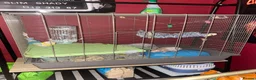 Rat rodents for sale: two friendly male rats + cage for sale - Advert 2