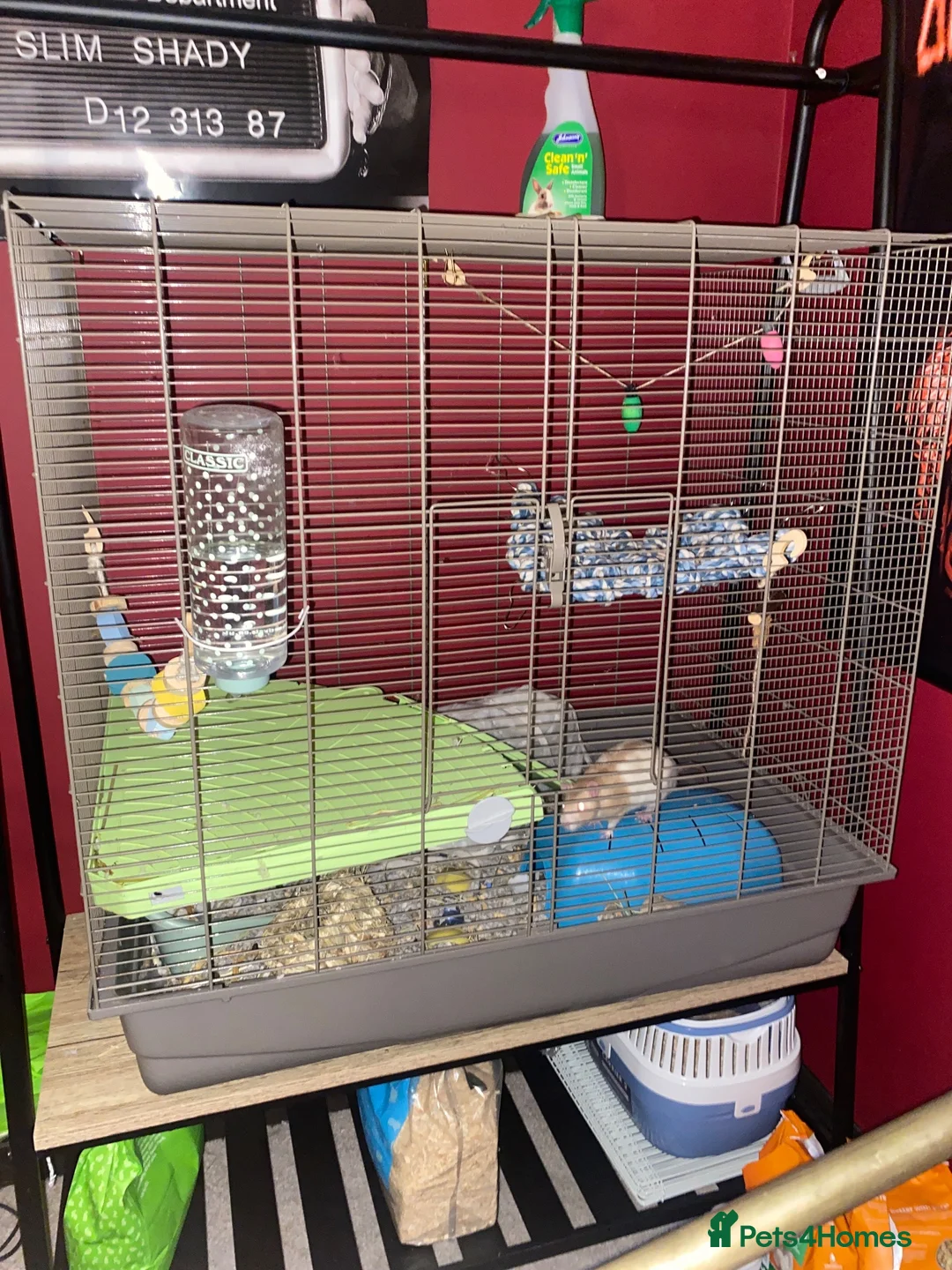 Rat rodents for sale: two friendly male rats + cage for sale - Advert 2