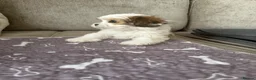 Lhasa Apso dogs for sale: Gorgeous Lhasa apso boy  - Advert 11