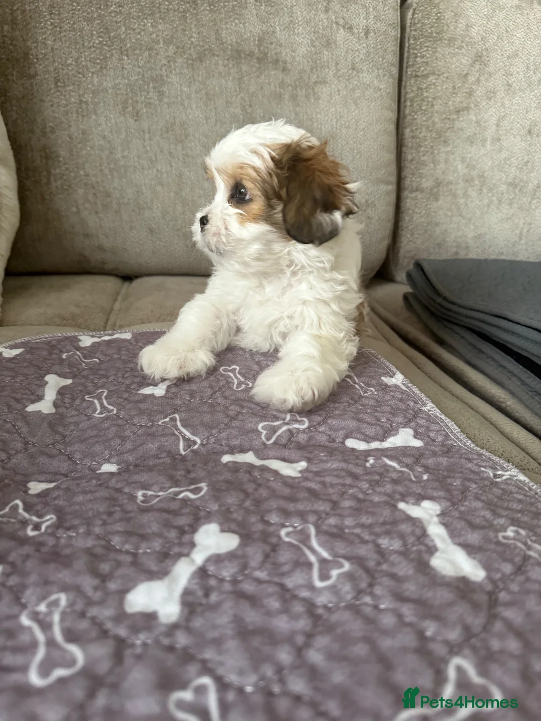 Lhasa Apso dogs for sale: Gorgeous Lhasa apso boy  - Advert 11
