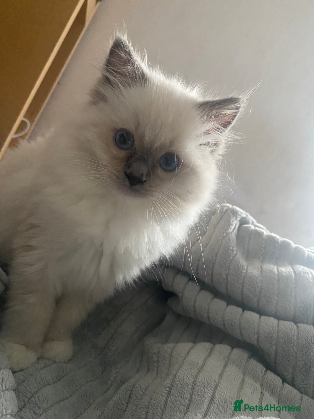 Ragdoll cats for sale: GCCF and Tica pedigree ragdolls kittens for sale - Image 12