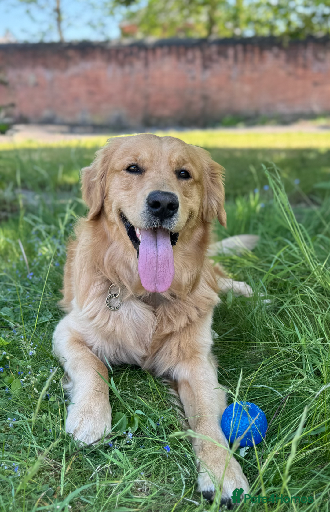 Golden Retriever dogs for stud: 5th Generation 2yo Toasted Golden Retriever - Advert 3