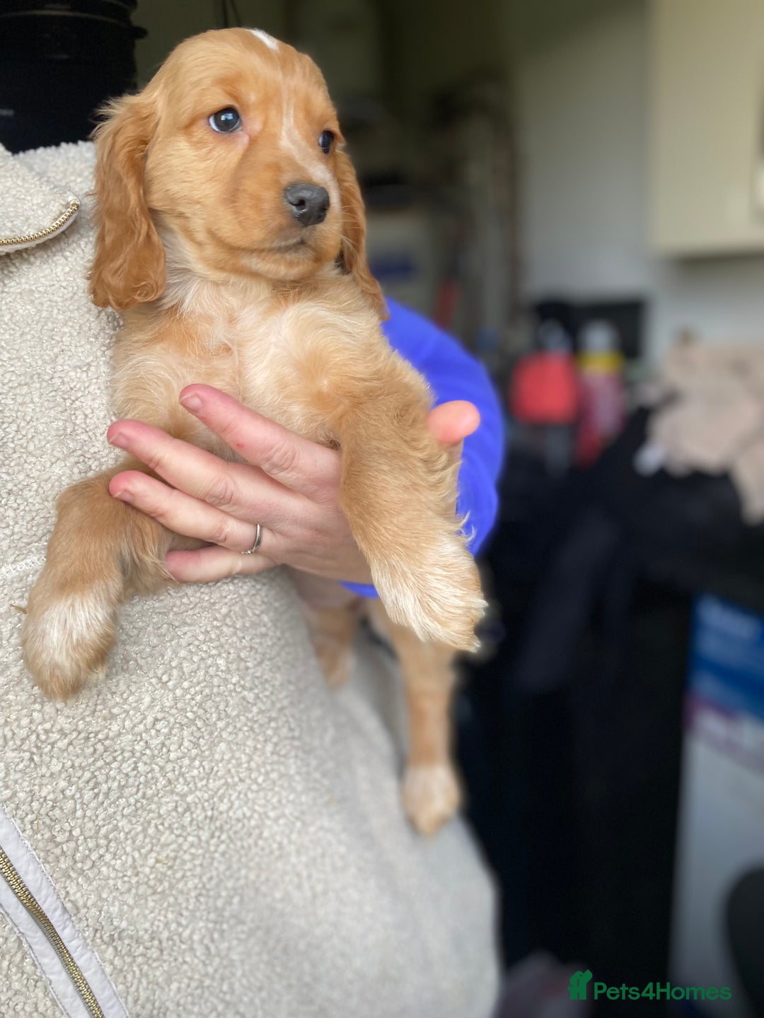 Cocker Spaniel dogs for sale: My pups🐾 fection show type cocker spaniel  - Advert 13
