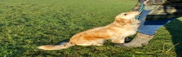 Golden Retriever dogs for sale: KC Top quality golden retrievers - Advert 2