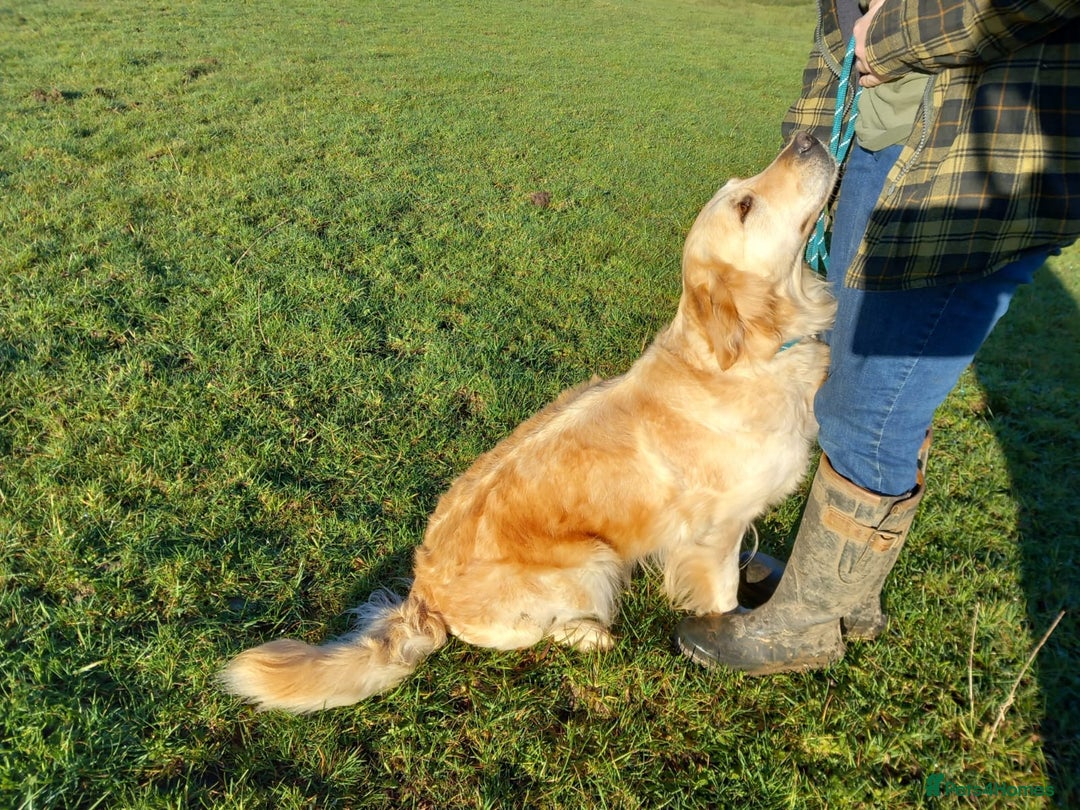 Golden Retriever dogs for sale: KC Top quality golden retrievers - Advert 2