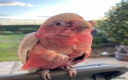 Cockatoo birds for sale: Baby Galah Cockatoo for Sale -  Sweet & Social - Image 4