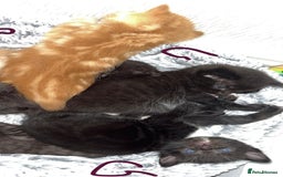 British Shorthair cats for sale: 6 kittens for sale 3 girls 3 boys  - Image 5