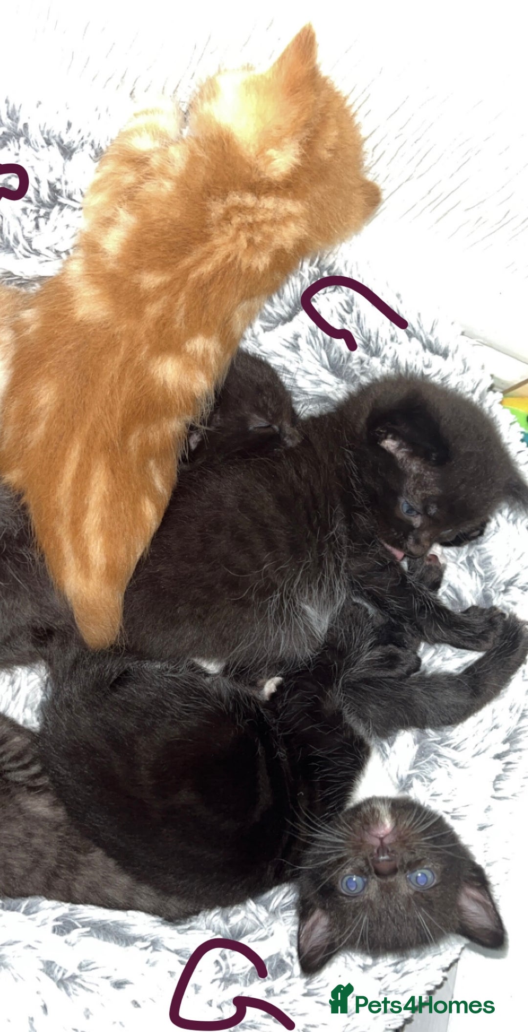 British Shorthair cats for sale: 6 kittens for sale 3 girls 3 boys  - Image 5