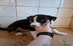 Border Collie dogs for sale: Border collies for sale - Image 22