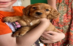 Cocker Spaniel dogs for sale: 1 male cocker spaniel puppy - Image 2