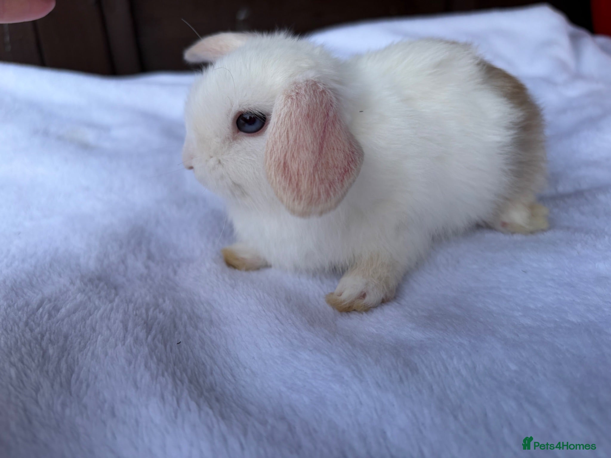 Mini Lop rabbits Beautiful mini lops **ready to reserve** - Advert 2