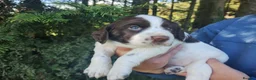Cocker Spaniel dogs for sale: Cocker Spaniel Puppies Top Quality - Advert 10