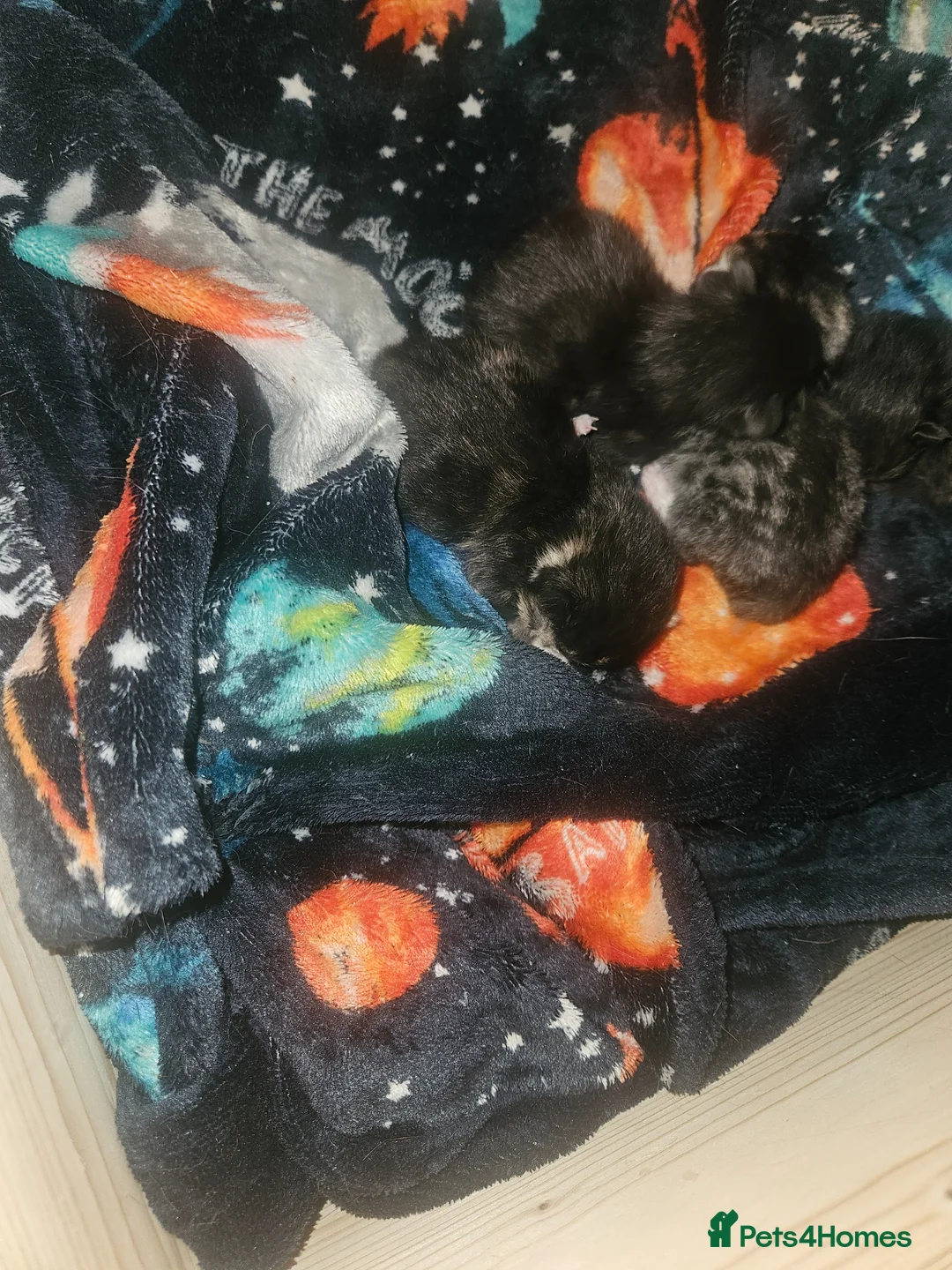 Mixed Breed cats for sale: Mixed kitten  in Kettering - Advert 1