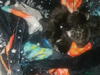 Mixed Breed cats Mixed kitten - Advert 1