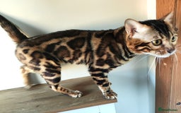 Bengal cats for stud: Rehoming 🔥 Clouded Bengal Stud TICA Amazing🔥 in Durham - Image 17