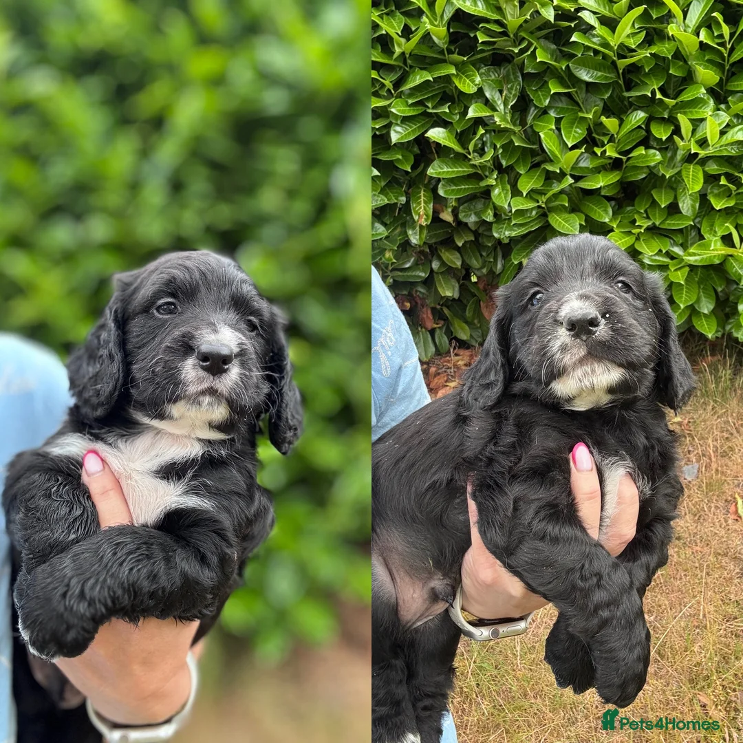Cocker Spaniel dogs for sale: WCS KC reg 2 Boys remaining  - Advert 1