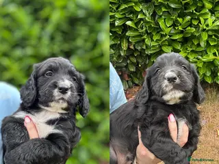 Cocker Spaniel dogs WCS KC reg 2 Boys remaining - Advert 6