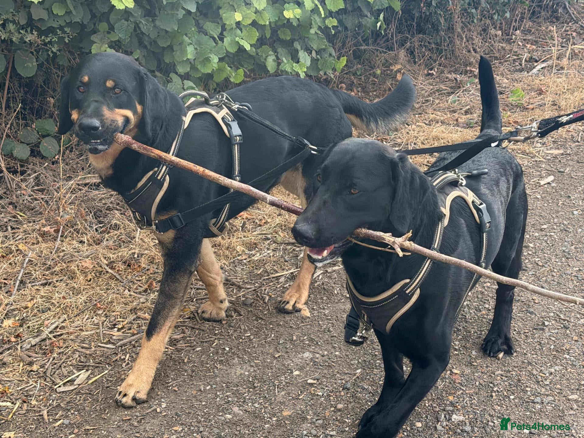 Labrador Retriever dogs Rex and Charlie 2.5 year old brothers - Advert 1
