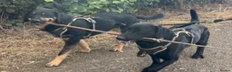 Labrador Retriever dogs for sale: Rex and Charlie 2.5 year old brothers in Hitchin - Advert 1