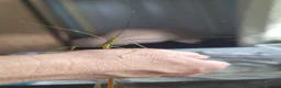 Stick Insects invertebrates for sale: 2x Lonchodiodes sp "Ilocos" female stick insects  - Advert 3