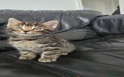 Bengal cats for sale:  Bengal with long haired blk & white kittens - Image 28