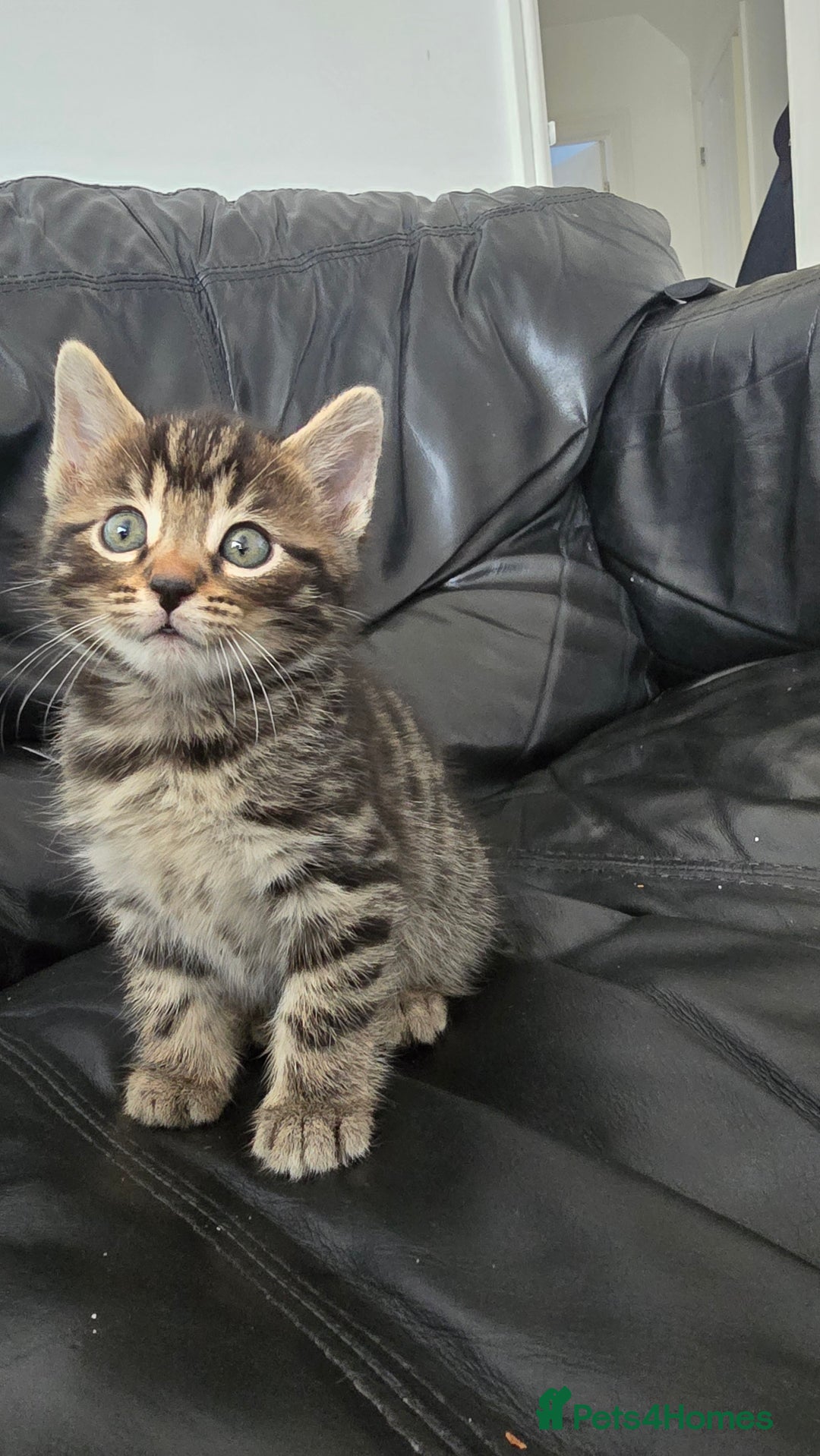 Bengal cats for sale:  Bengal with long haired blk & white kittens - Image 28