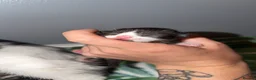 Mixed Breed cats for sale: Kittens  - Advert 5