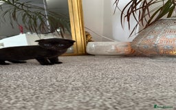 Mixed Breed cats for sale: Lovely kittens looking for they new forever home - Image 3