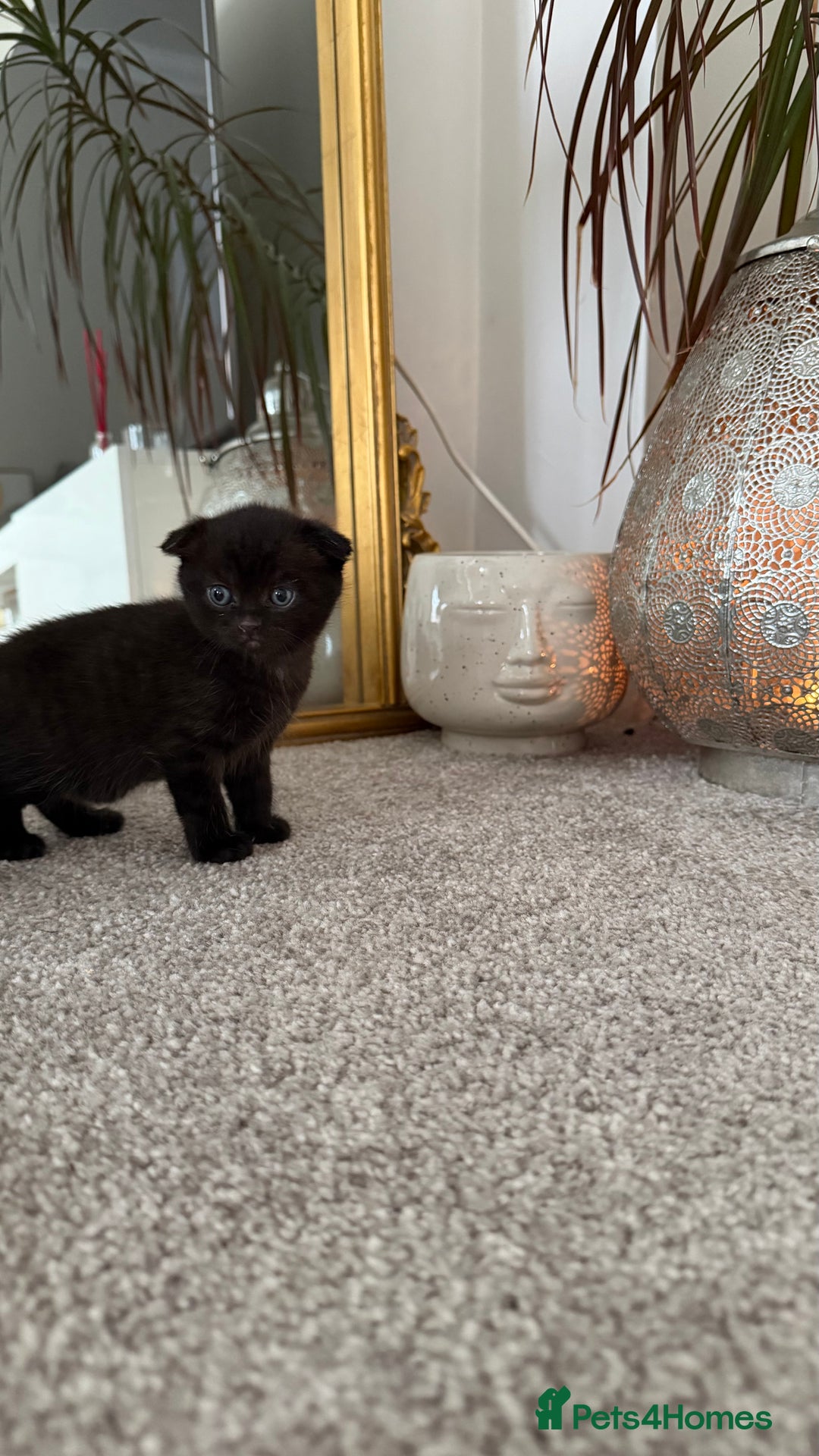 Mixed Breed cats for sale: Lovely kittens looking for they new forever home - Image 3