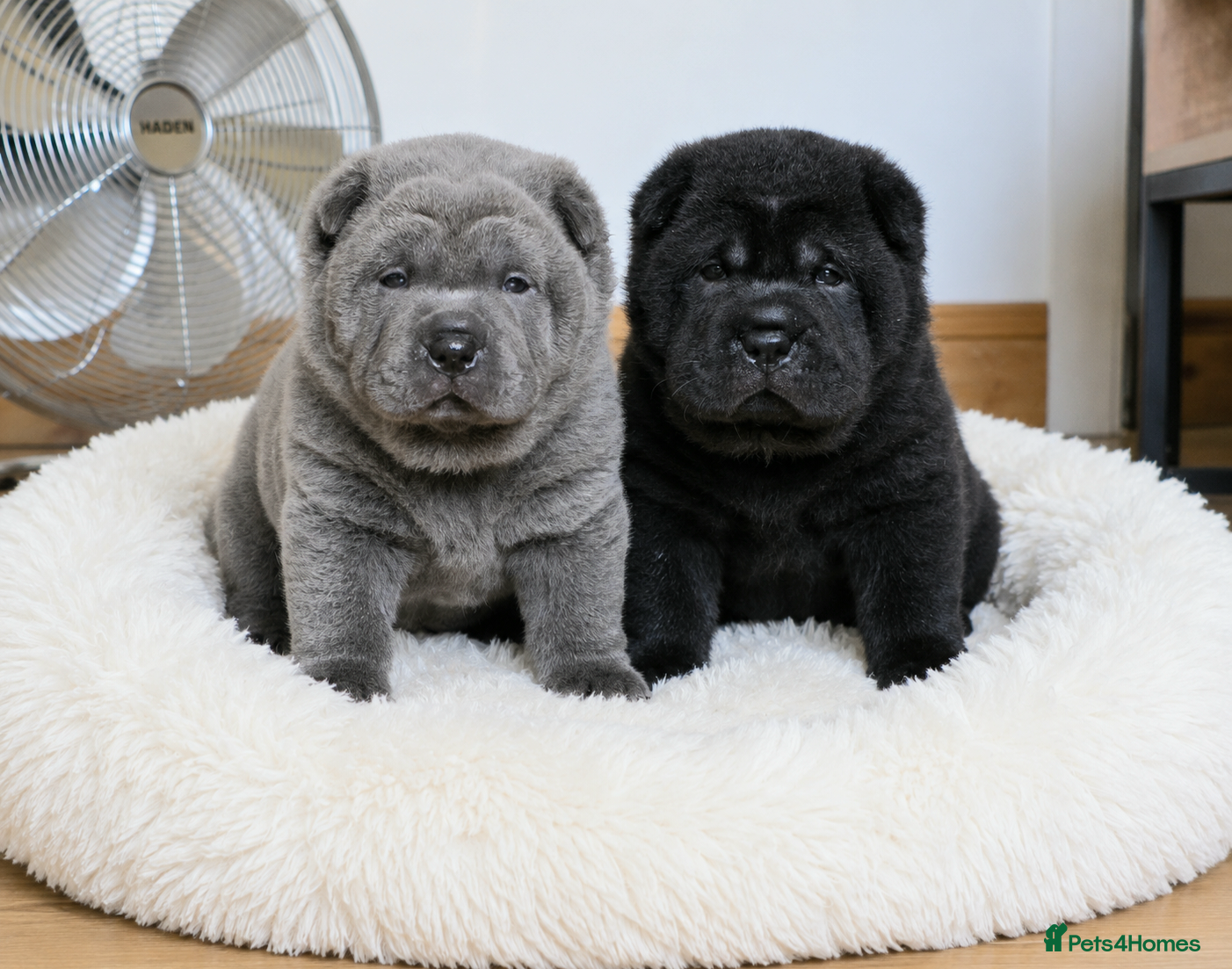 Mixed Breed dogs ChowPei Pups - Advert 2