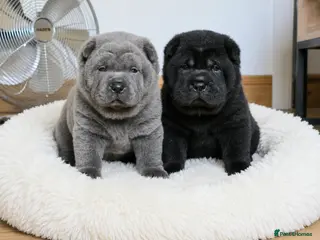 Mixed Breed dogs ChowPei Pups - Advert 2