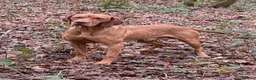 Hungarian Vizsla dogs for sale: KC Reg Hungarian Vizsla pups Hip/Elbow DNA Tested - Advert 29