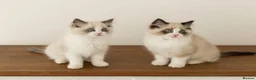 Ragdoll cats for sale: Last Blue Bicolour Ragdoll female available  - Advert 9