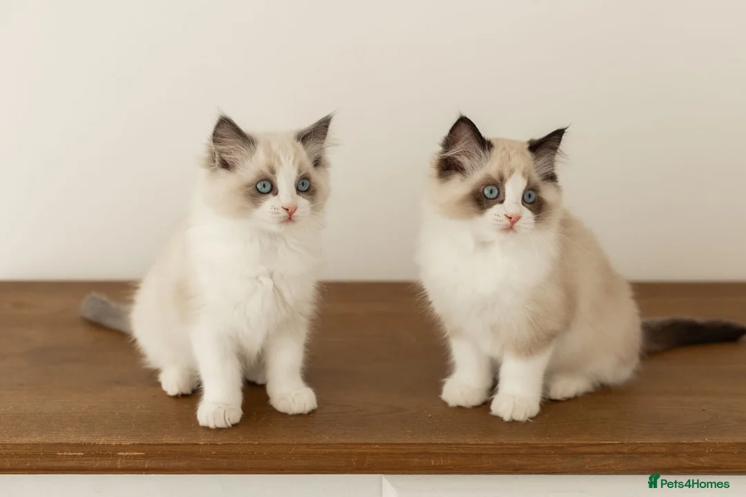 Ragdoll cats for sale: Last Blue Bicolour Ragdoll female available  - Advert 9