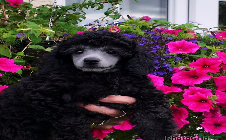 Toy Poodle dogs - Advert 3