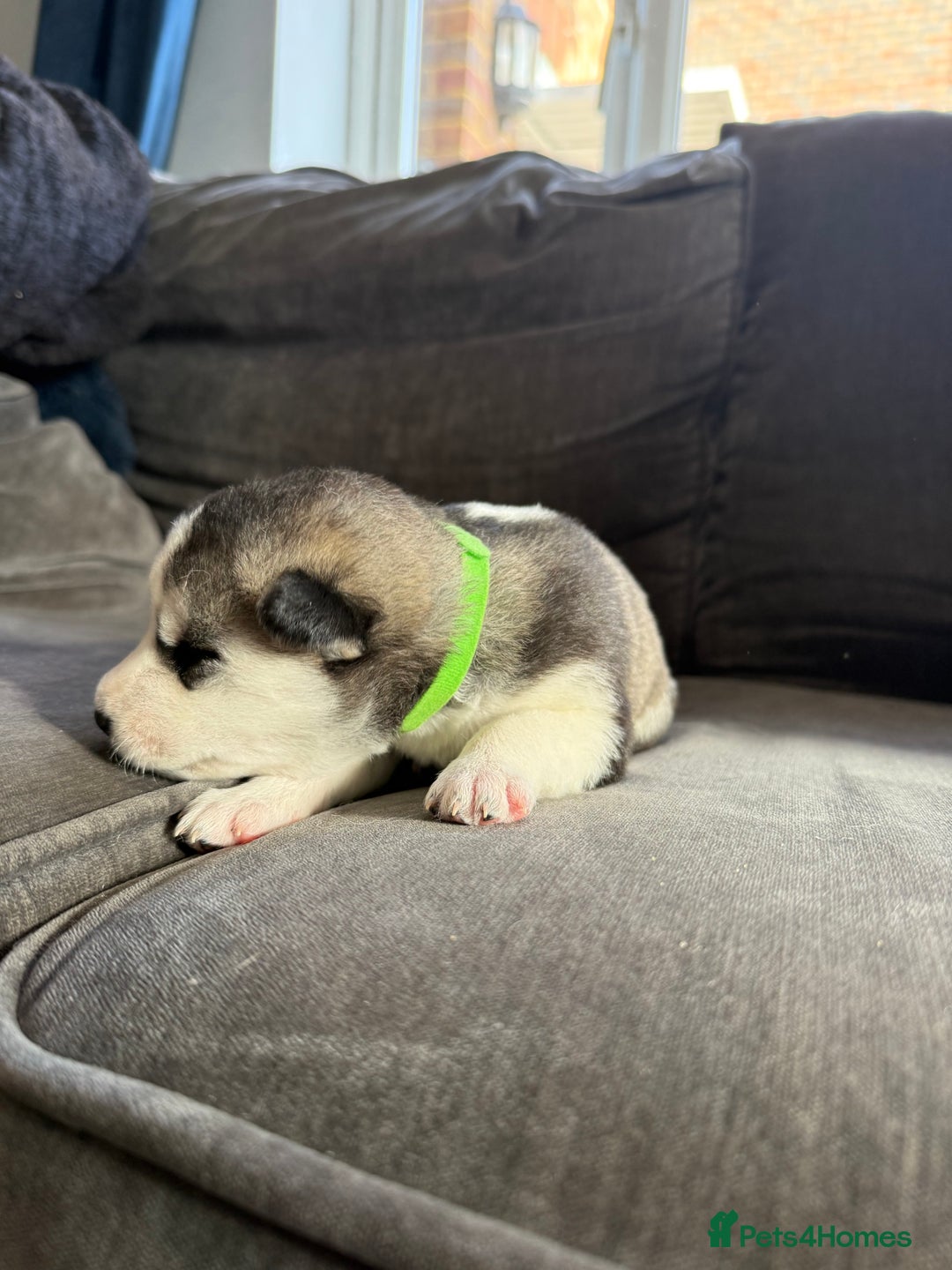 Siberian Husky dogs for sale: Husky puppies for sale - Image 16