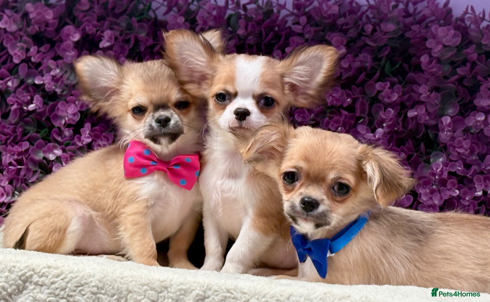 Chihuahua dogs Ready now Stunning long coat chihuahua’s  - Advert 3