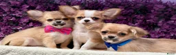 Chihuahua dogs for sale: Ready now Stunning long coat chihuahua’s  - Advert 1