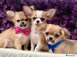 Chihuahua dogs Ready now Stunning long coat chihuahua’s - Advert 3