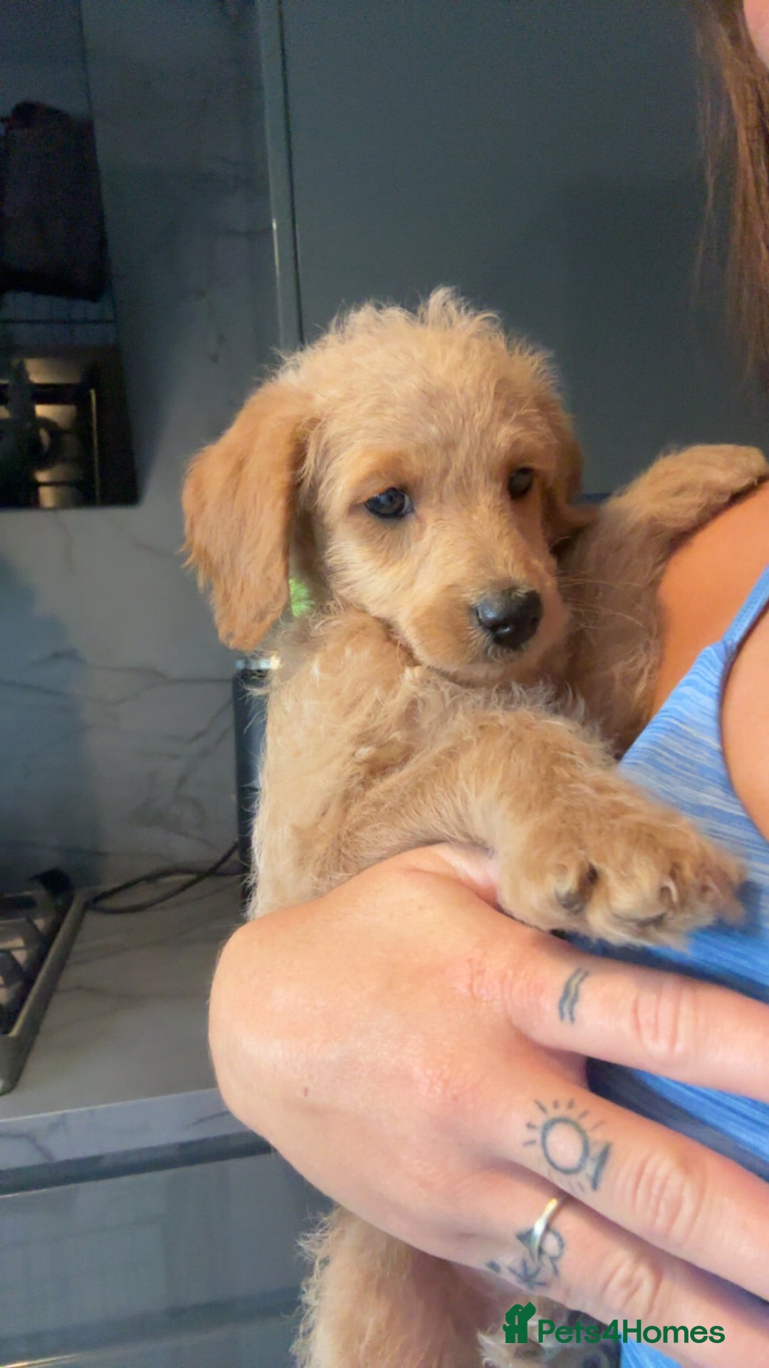 Labradoodle dogs for sale: F1B Minature Labradoodle - Image 2
