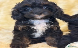 Cavapoo dogs for sale: Cavapoo F1 pups health tested parents  - Image 6