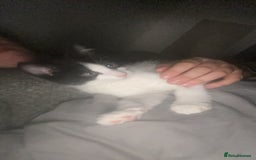 Maine Coon cats for sale: Beautiful Maine coon cross kittens  - Image 2