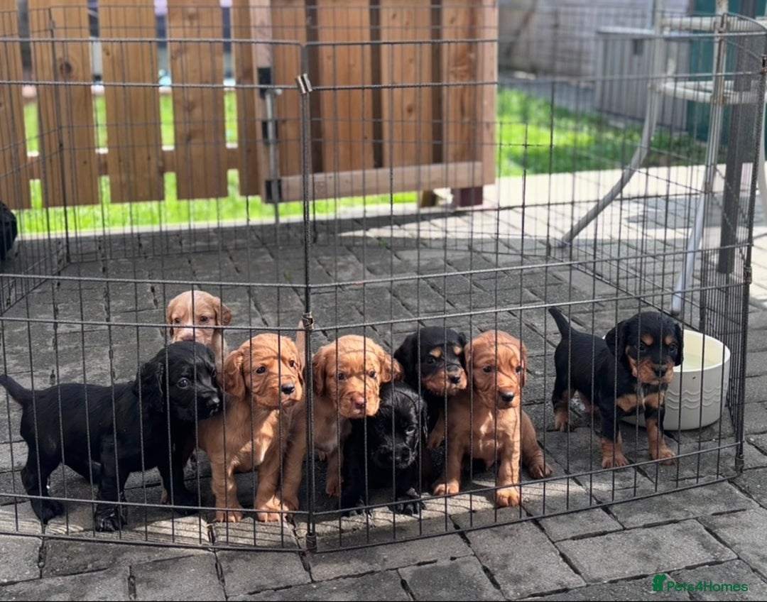 Cocker Spaniel dogs for sale: Working Cocker Spaniels  - Image 4