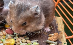 Hamster rodents for sale: Baby hamsters for sale  - Image 21