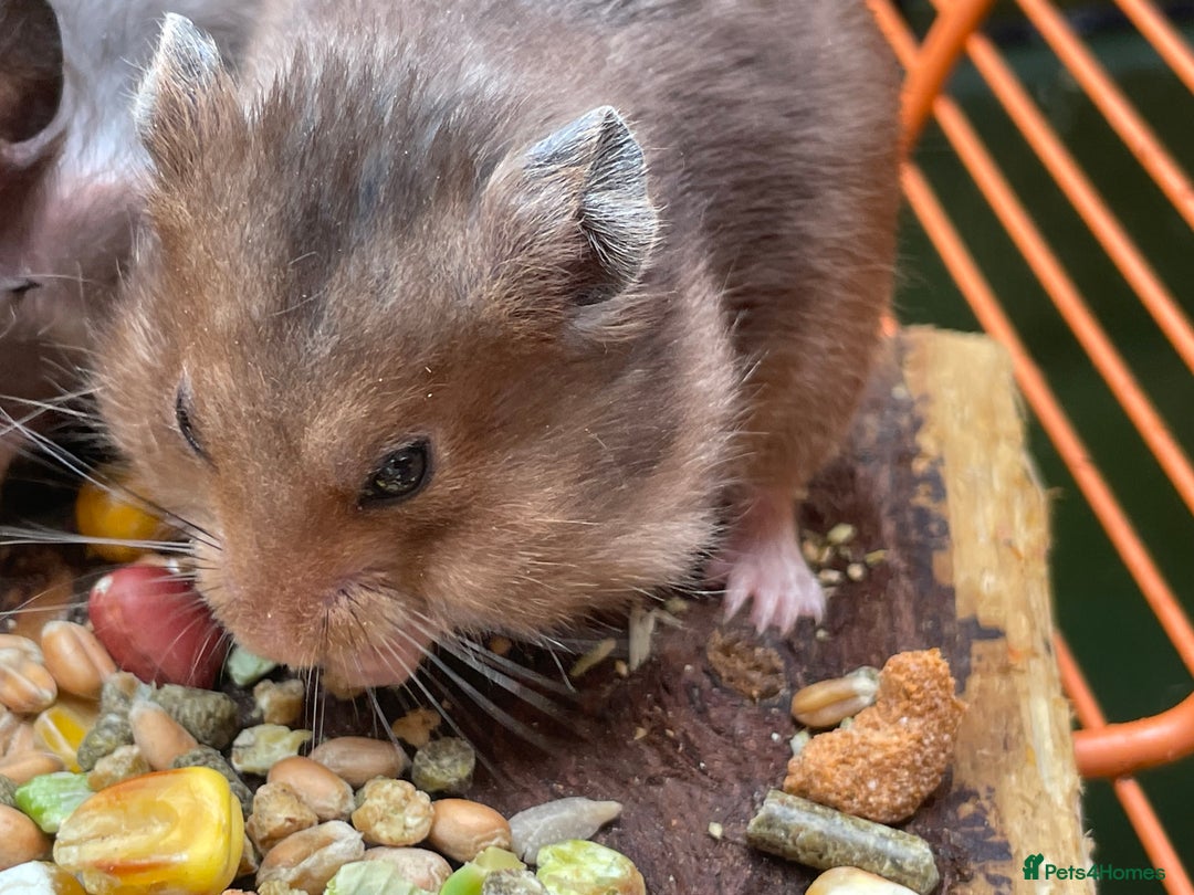 Hamster rodents for sale: Baby hamsters for sale  - Image 21