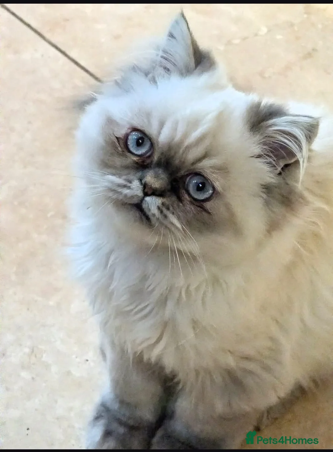 Persian cats for sale: Himalayan Persian cats - Advert 2